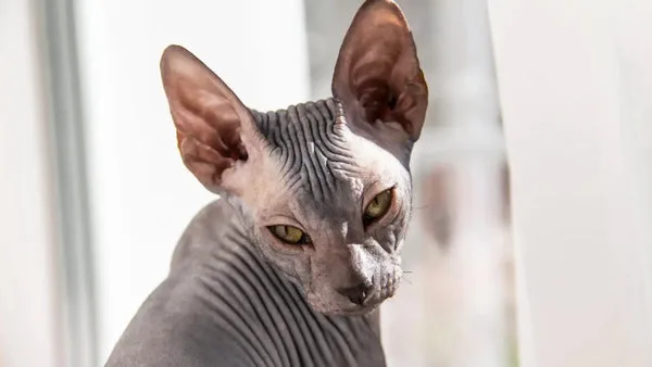 Sphynx cat meows and communication: what they mean