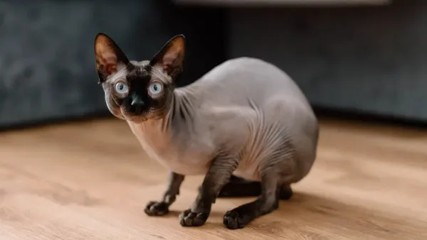 Sphynx cat personality: understanding their unique traits