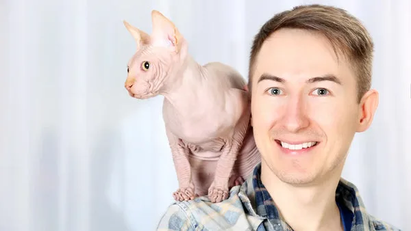 Sphynx cat personality: understanding their unique traits