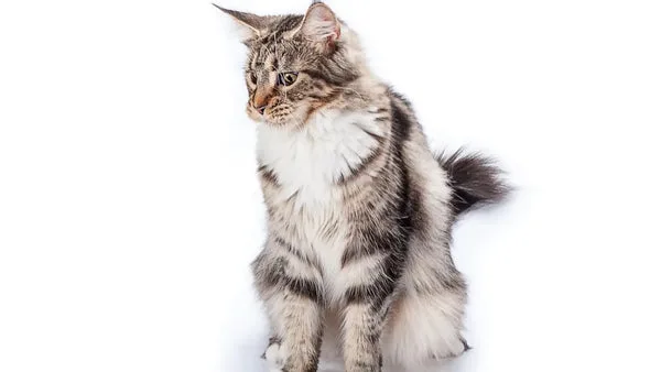 Training your maine coon cat: essential tips and techniques
