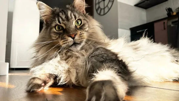 Training your maine coon cat: essential tips and techniques