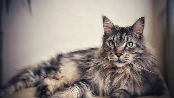 Understanding maine coon cat lifespan