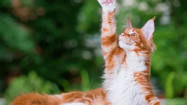 Understanding maine coon cat lifespan