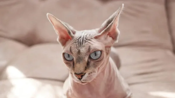 sphynx cat care tips