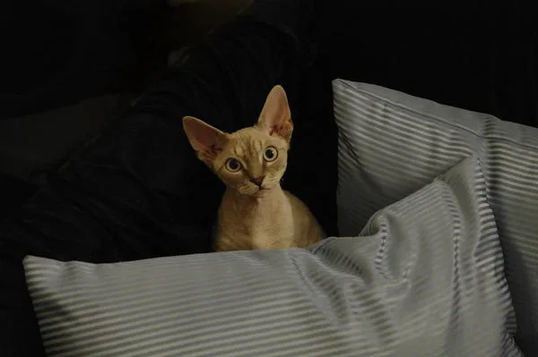 devon rex personality