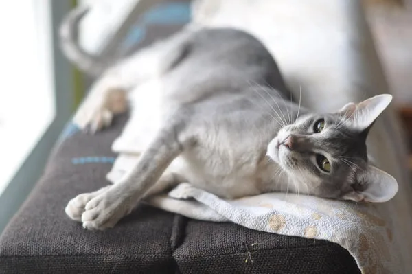 oriental cat size