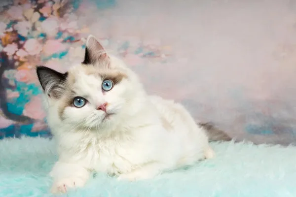 ragdoll cat care
