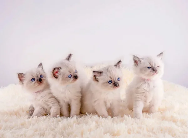 Ragdoll cat care: a guide for first-time parents