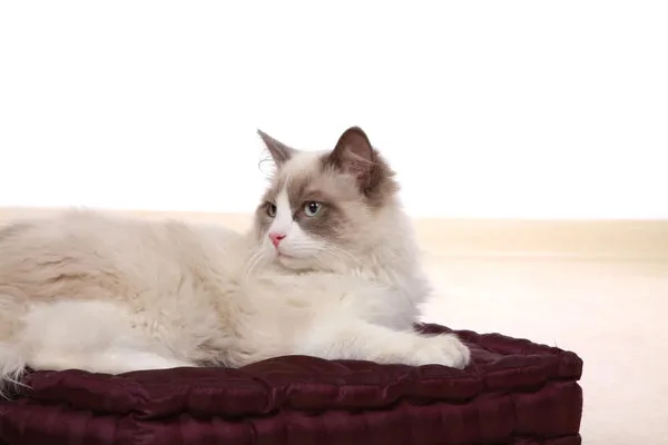 ragdoll cat care