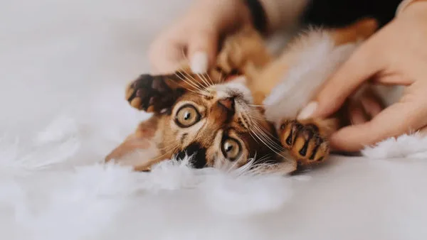 Abyssinian cats unveiled: debunking the top myths and misconceptions