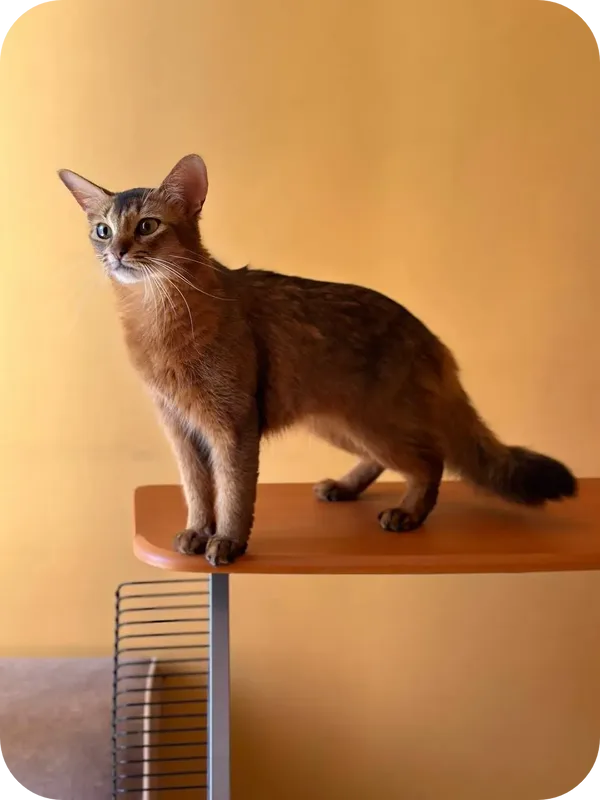 The agile somali cat: expert training guides for feline champions