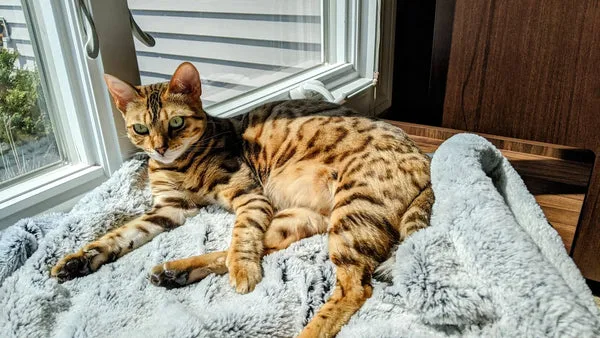 bengal beauties