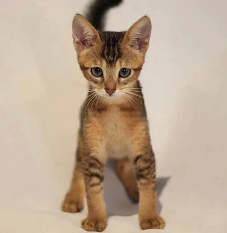 Chausie Cats