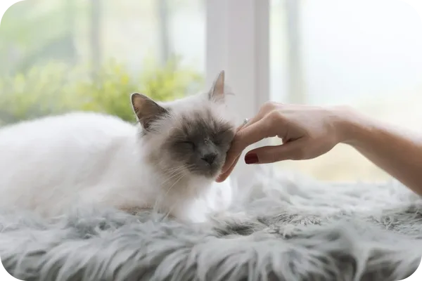 Birman_Cat_Breed
