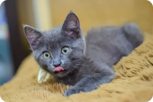 Embrace the Wild: Top 10 Exotic Cat Breeds to Adopt Today