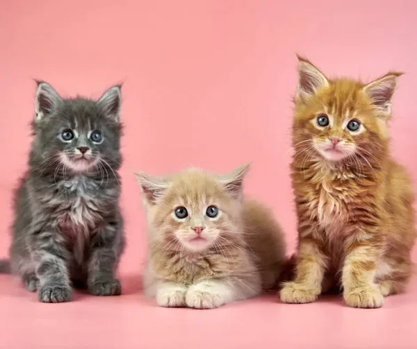 How to identify maine coon kittens: key characteristics growth patterns and essential care tips