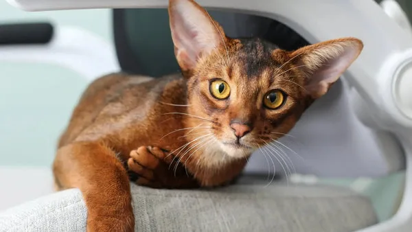 Effective training tips for your abyssinian cat: boost harmony at home