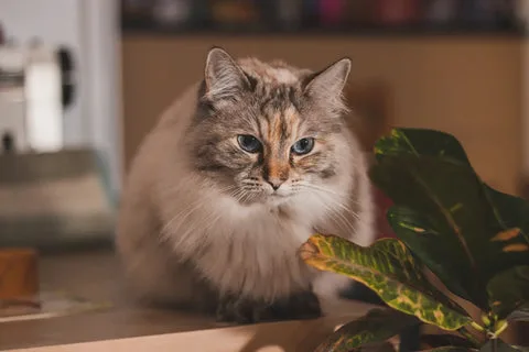 ragdoll cat personality traits