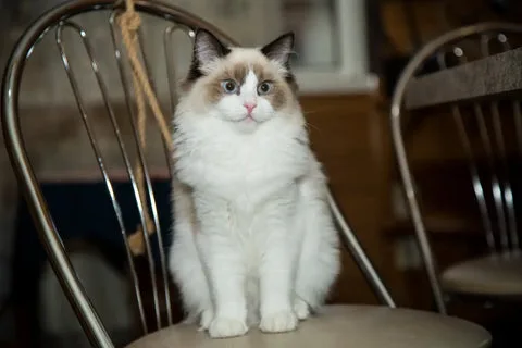 Find Your Perfect Kitten: A Complete Guide to Selecting