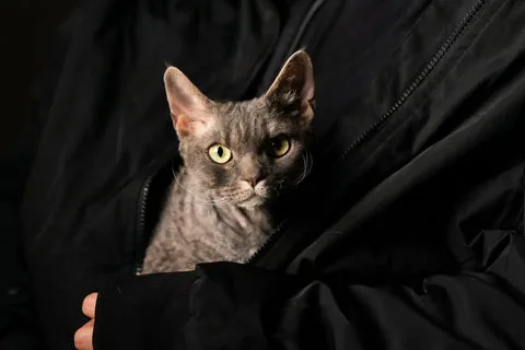 Why Devon Rex Cats Make the Best Companions for Urban