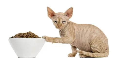 Why Devon Rex Cats Make the Best Companions for Urban