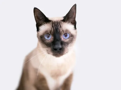 Find Your Perfect Kitten: A Complete Guide to Selecting