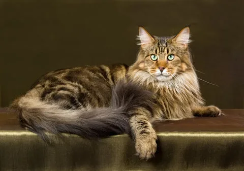 Find Your Perfect Kitten: A Complete Guide to Selecting