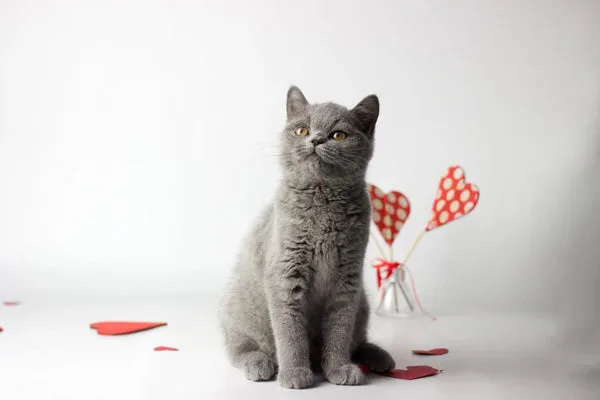 British Shorthair Temperament