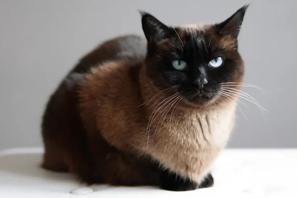 Understanding siamese cat lifespan: how long do they live?