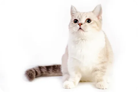 Mastering munchkin cat grooming: vital tips for a healthy stunning coat