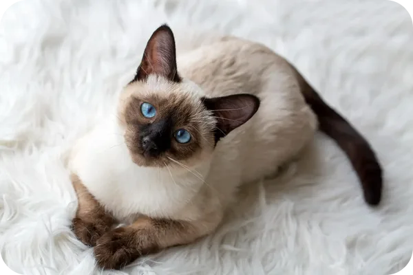Siamese _Cat_Breed