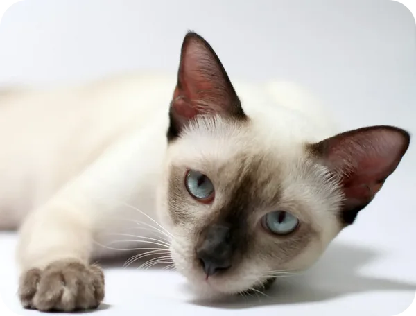 Siamese _Cat_Breed
