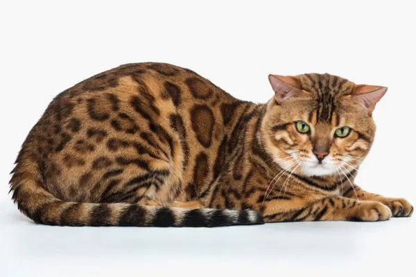 The ultimate guide to toyger cat characteristics and personality