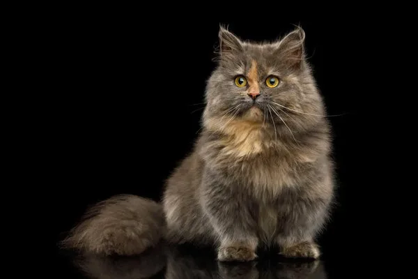 Mastering munchkin cat grooming: vital tips for a healthy stunning coat