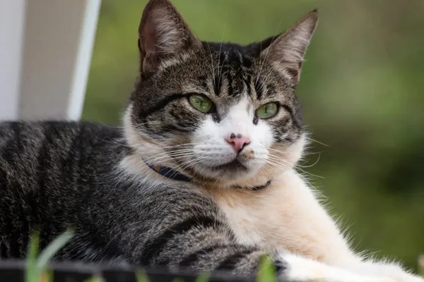American Wirehair