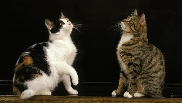 Manx cat breed: tail-less wonders with big personalities