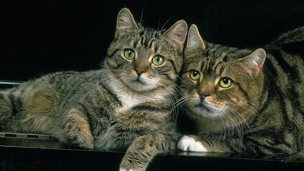 Manx cat breed: tail-less wonders with big personalities