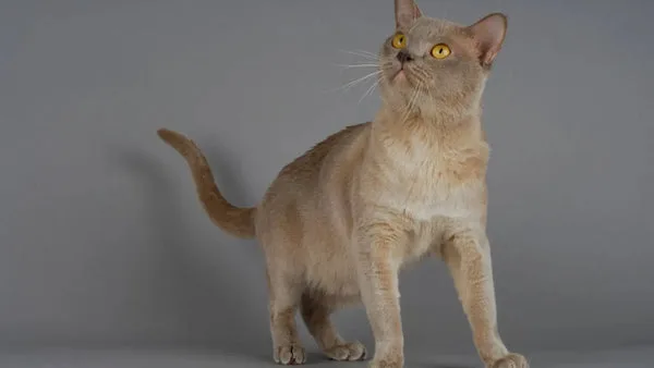 The european burmese cat: striking looks charming personality