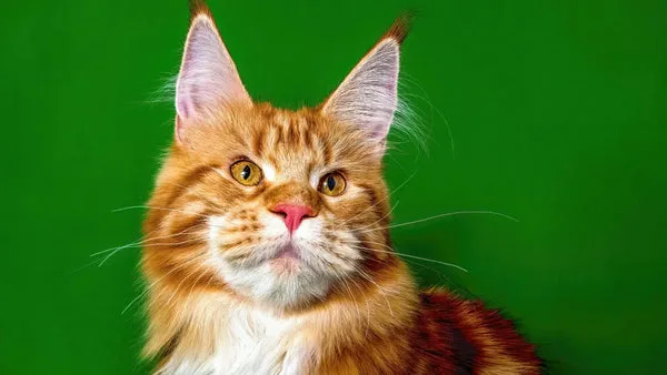 Understanding maine coon cat body language: a comprehensive guide