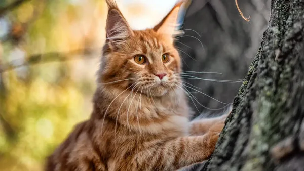Understanding maine coon cat body language: a comprehensive guide