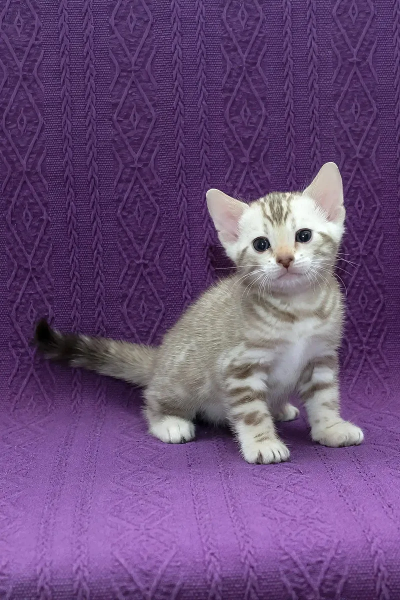 Kassandra | Bengal Kitten