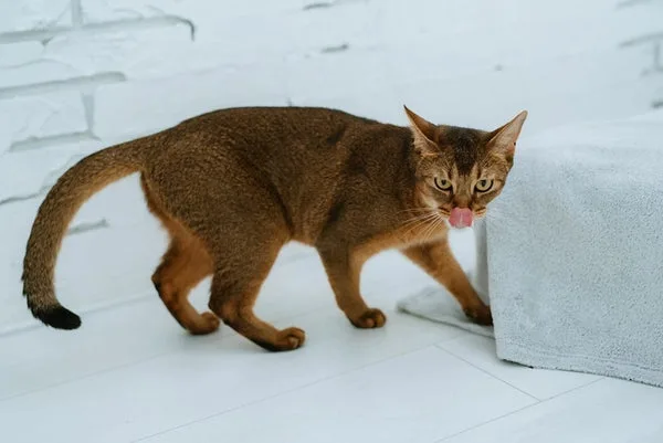 Abyssinian Cat Care and Maintenance