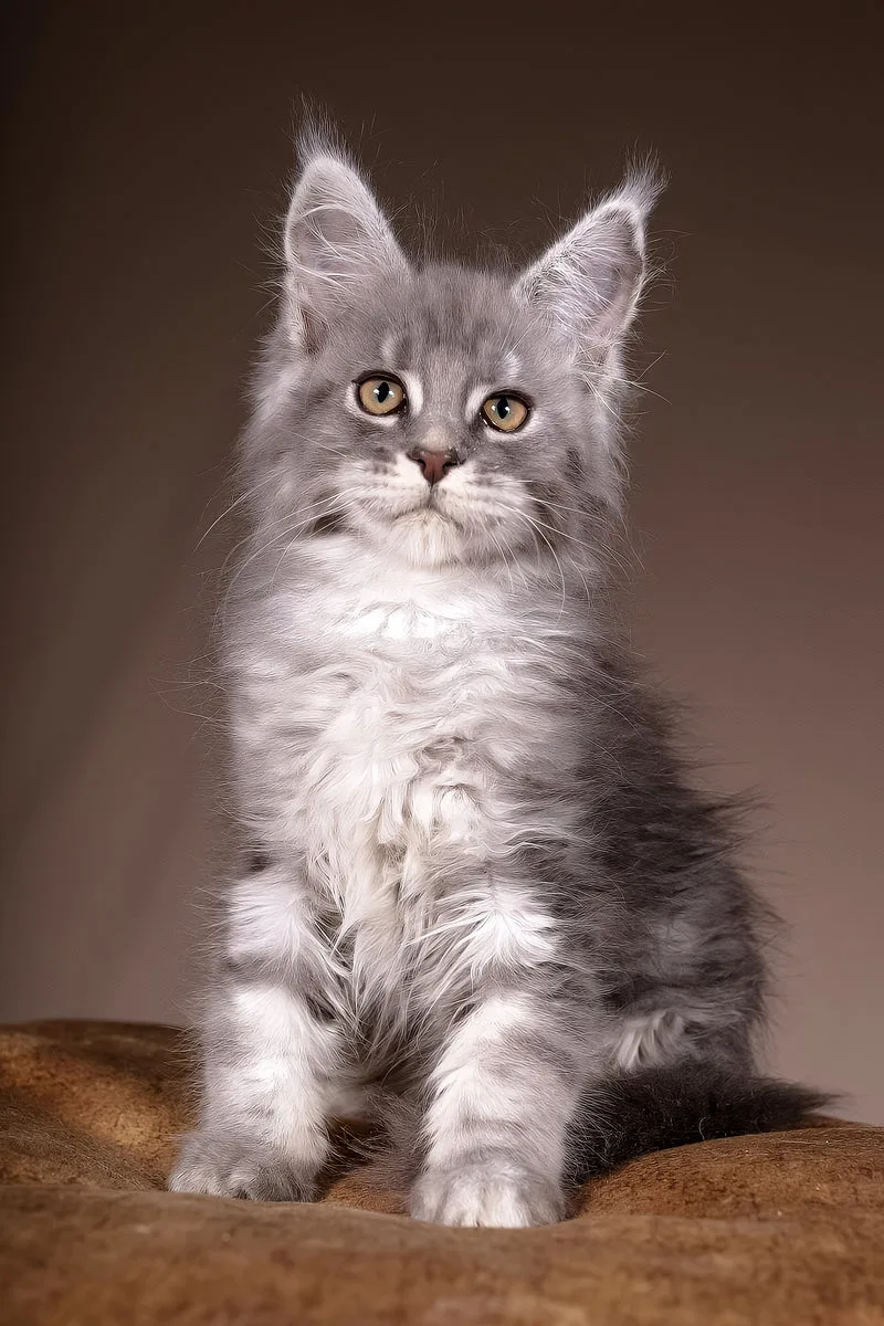 Arisha | Maine Coon Kitten