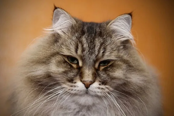 Siberian portrait
