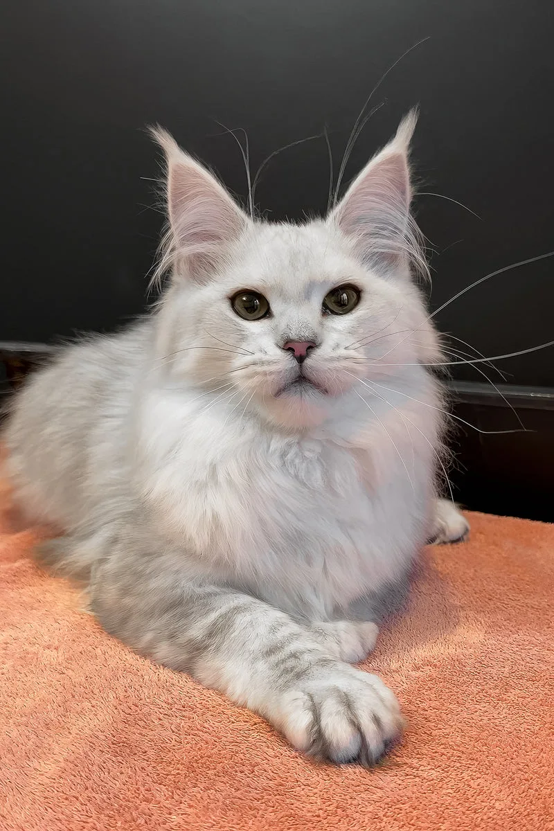 Harmony | Maine Coon Kitten