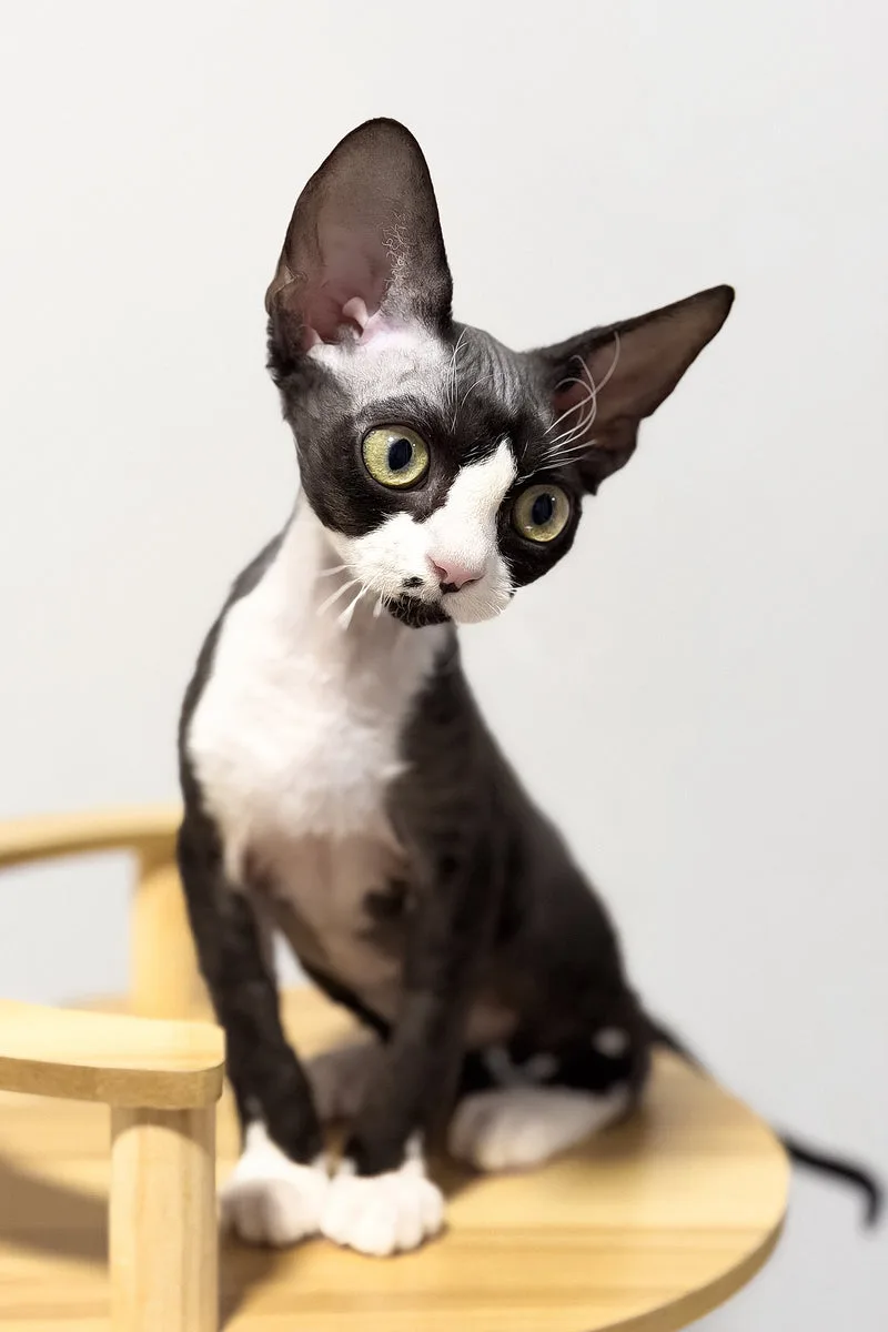 Oscar | Devon Rex Kitten
