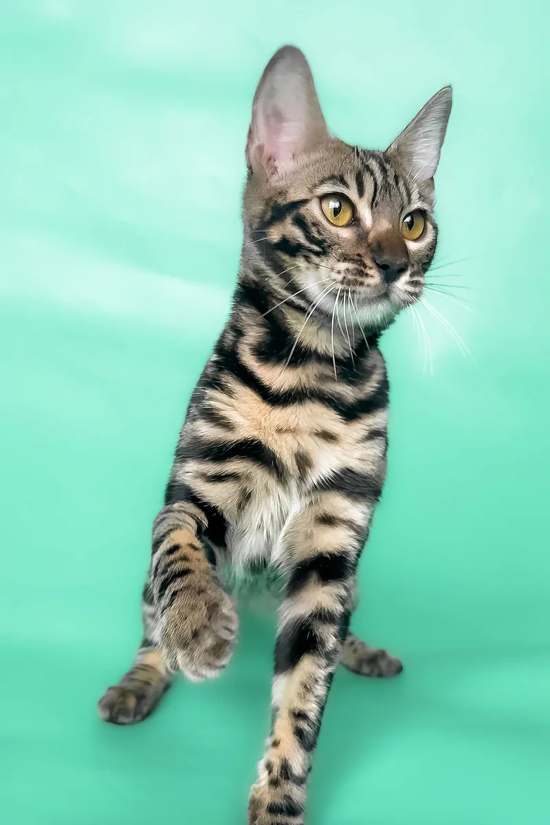 Gina | Bengal Kitten