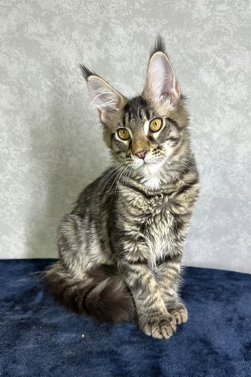 Jetta | Maine Coon Kitten