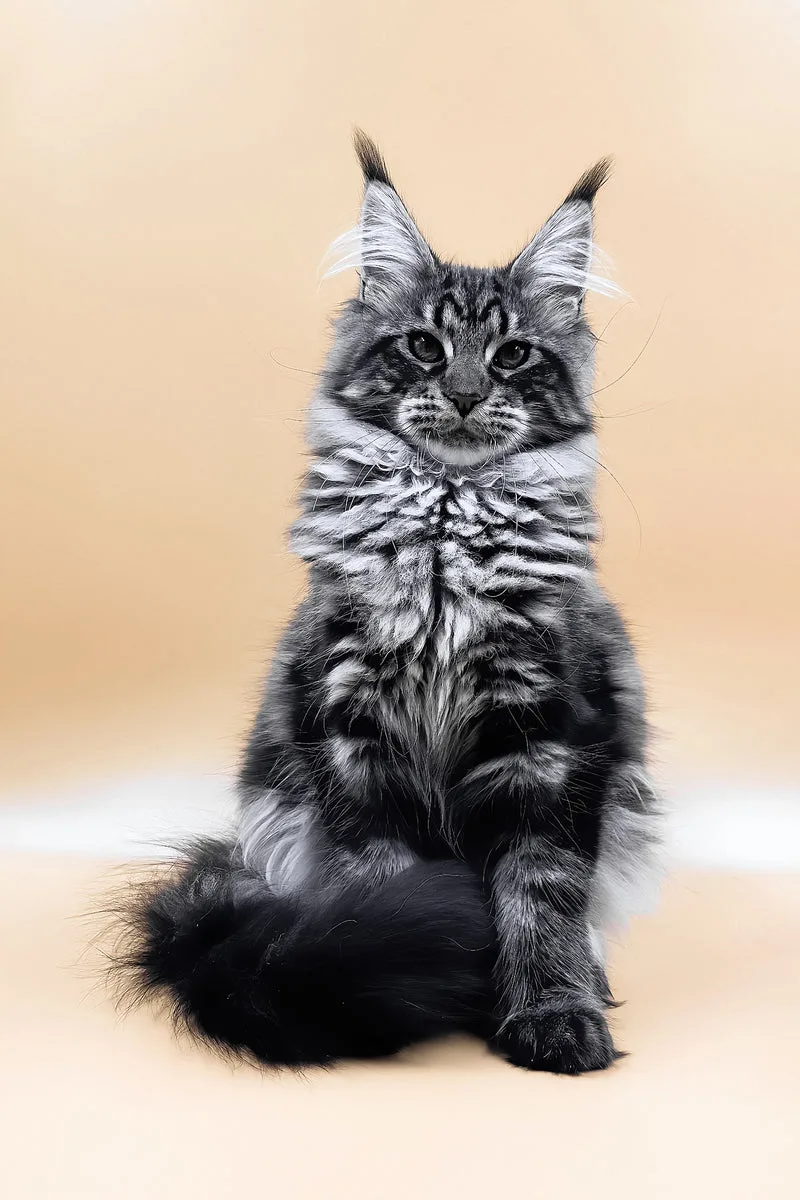 Melissa | Maine Coon Kitten