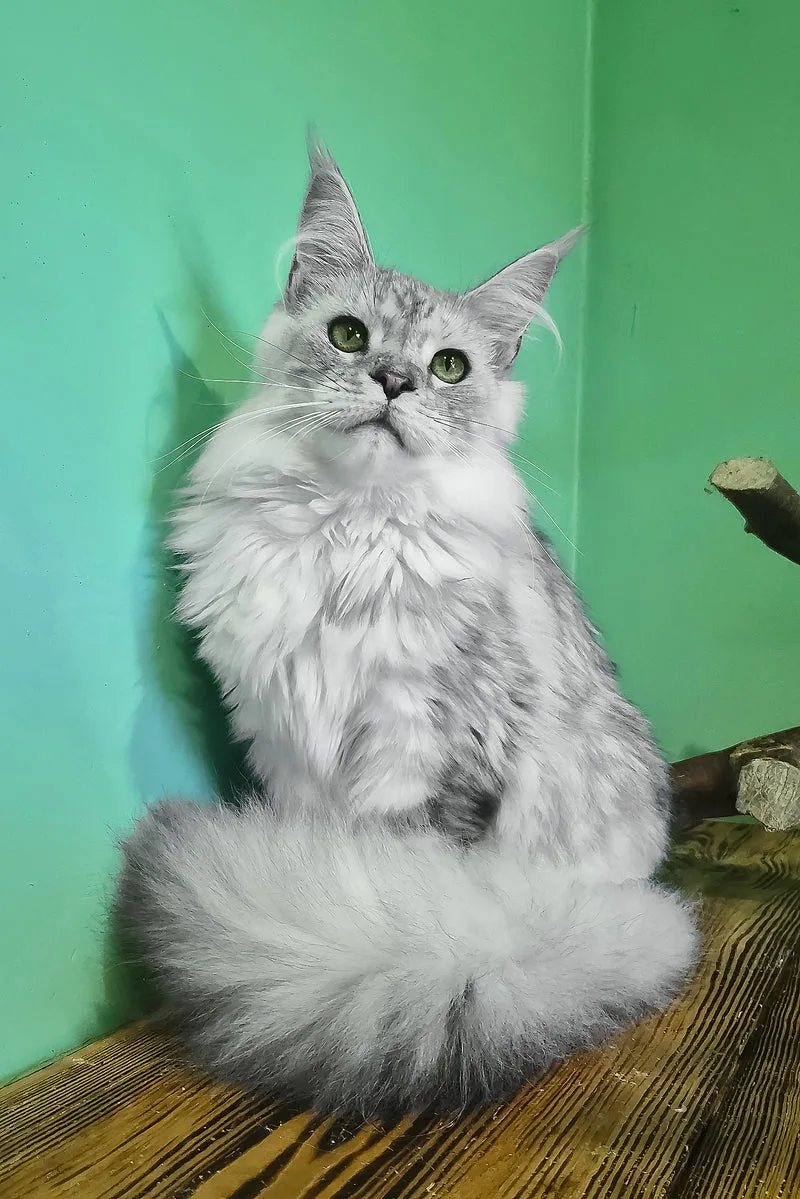 Ody | Maine Coon Kitten